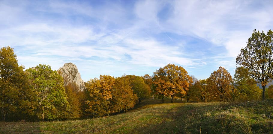 green trees under blue sky, autumn, landscape, fall, forrest HD wallpaper
