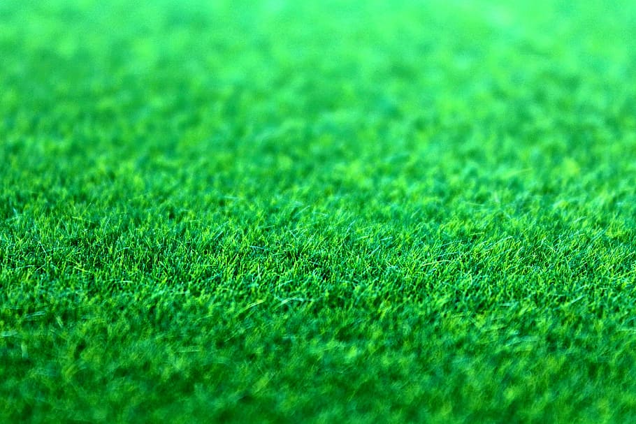 nature, field, grass, lawn, green, ground, plant, vibrant, yard HD wallpaper