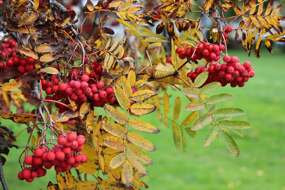 Rowan, Nature, Plant, autumn, september, clusters of rowan, HD wallpaper