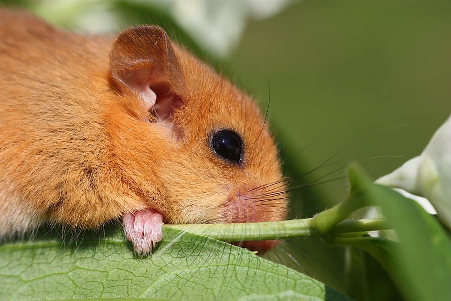 selective focus photography of chinchilla on green leaf, the dormouse