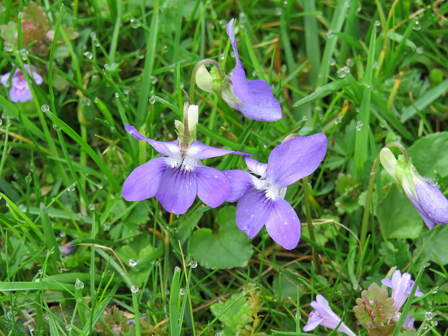 violet, purple, spring, viola, plant, wild flower, bloom, flora HD wallpaper
