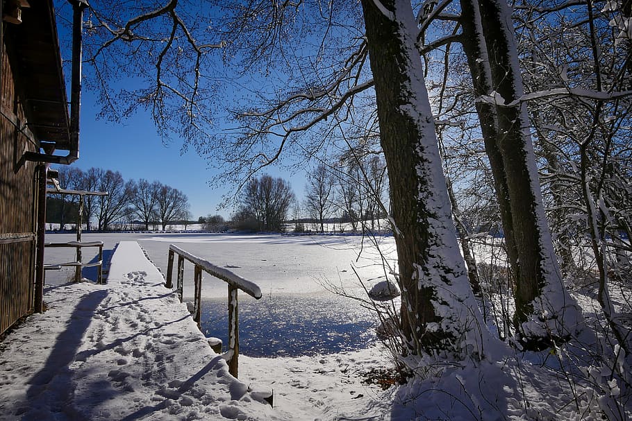 winter, tree, snow, nature, wood, landscape, frost, cold, ice HD wallpaper