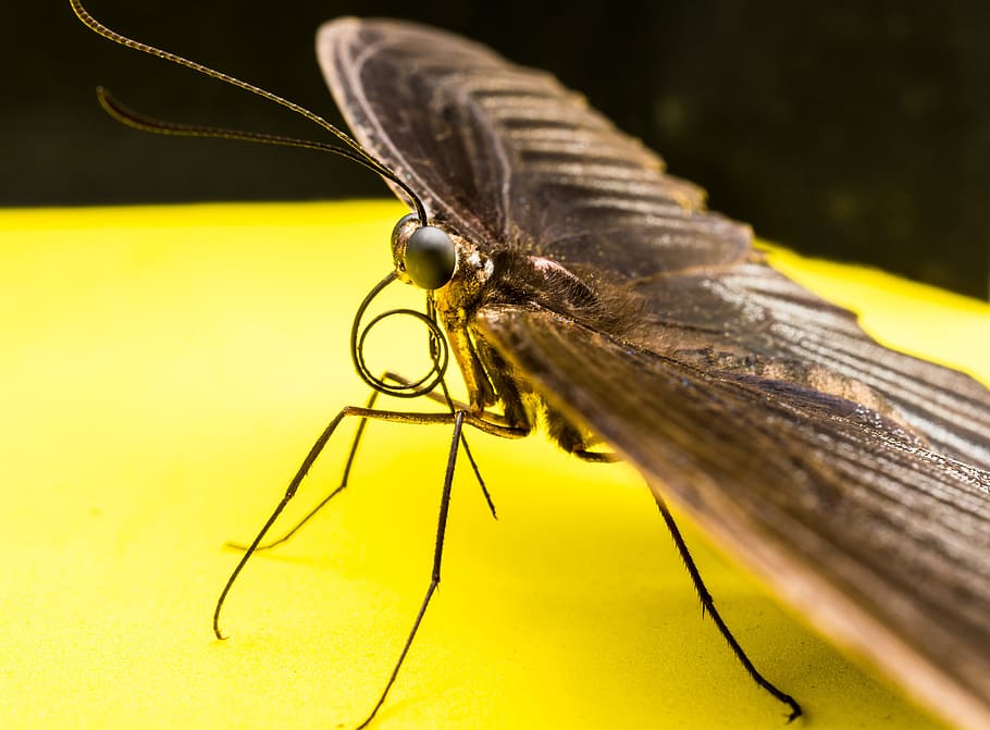 Butterfly, Insect, one animal, animal themes, animals in the wild HD wallpaper