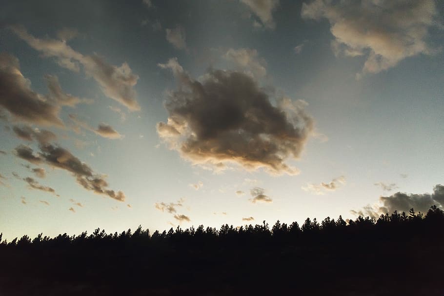 silhouette photo of tree under blue sky at daytime, cloud, trees HD wallpaper