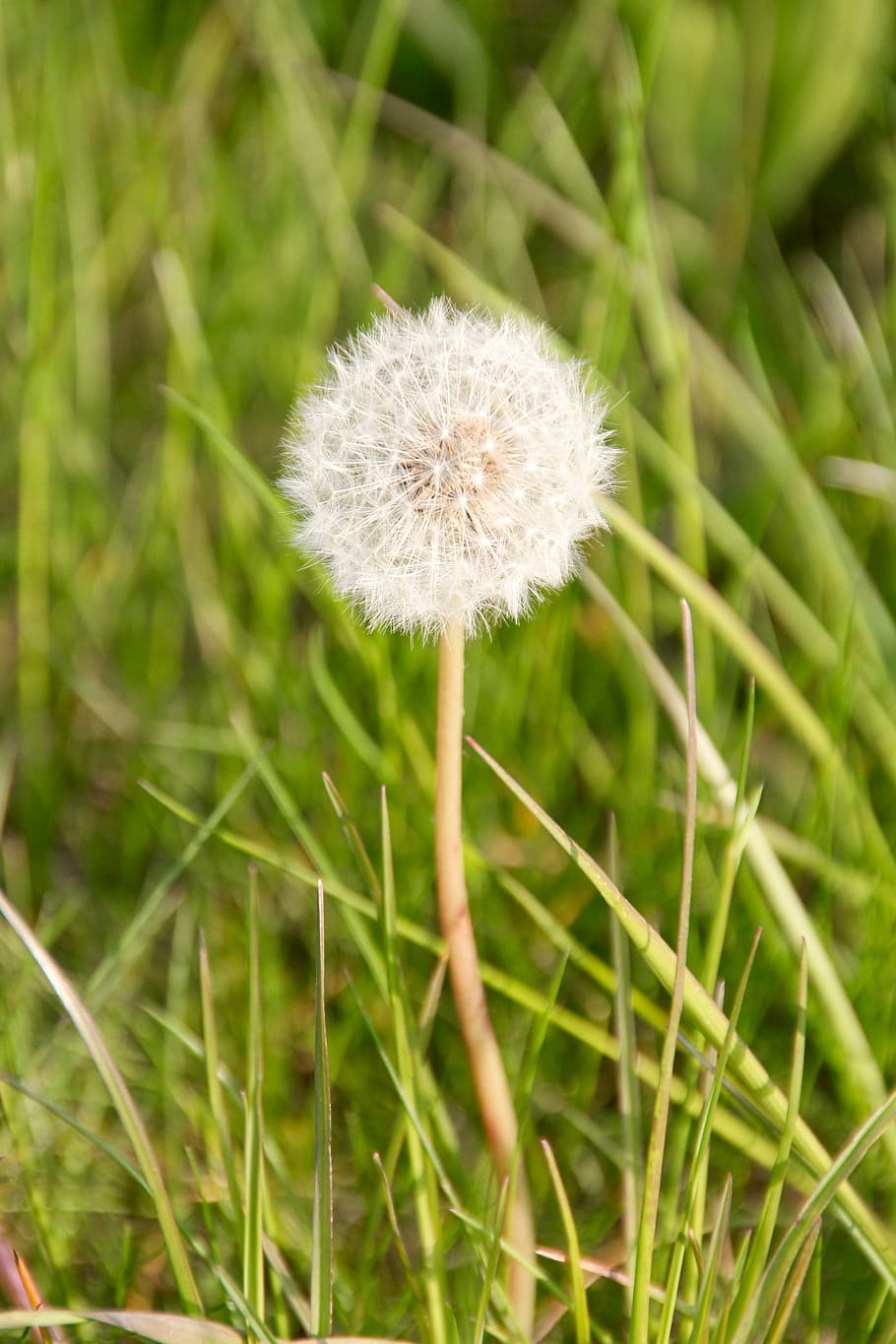 Dandelion, Spring, Nature, Flower, pointed flower, meadow, grass HD wallpaper