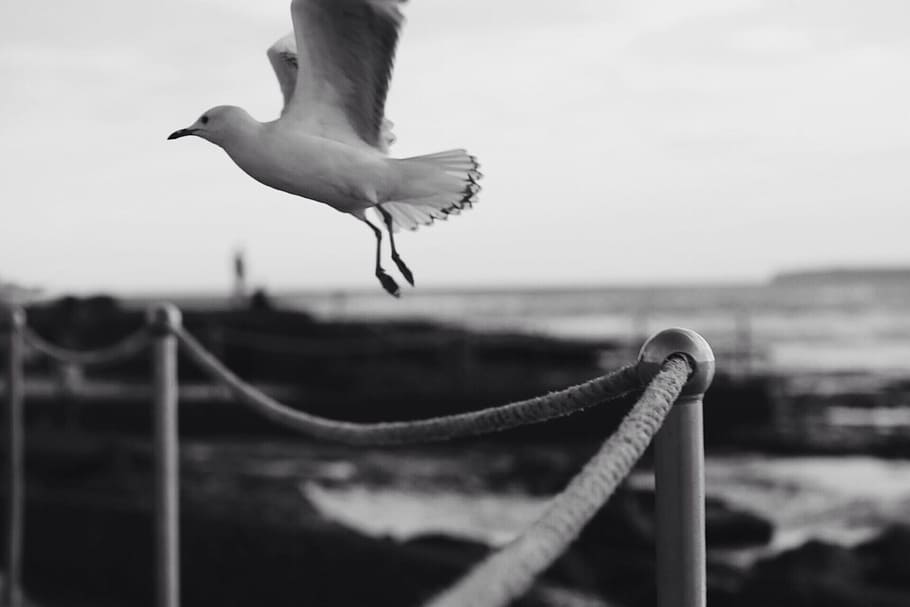 bird, wings, flying, animal, animal themes, vertebrate, animals in the wild HD wallpaper