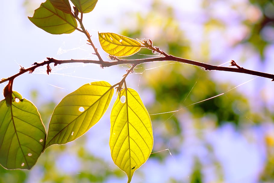 spider silk, leaf, nature, tree, plant, plant part, focus on foreground HD wallpaper