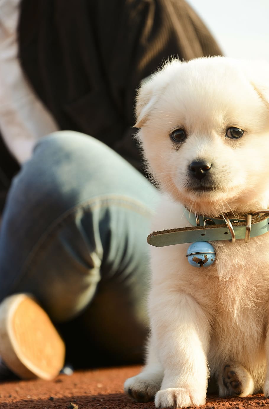 pets, dog, cute, one animal, domestic, mammal, canine, domestic animals HD wallpaper