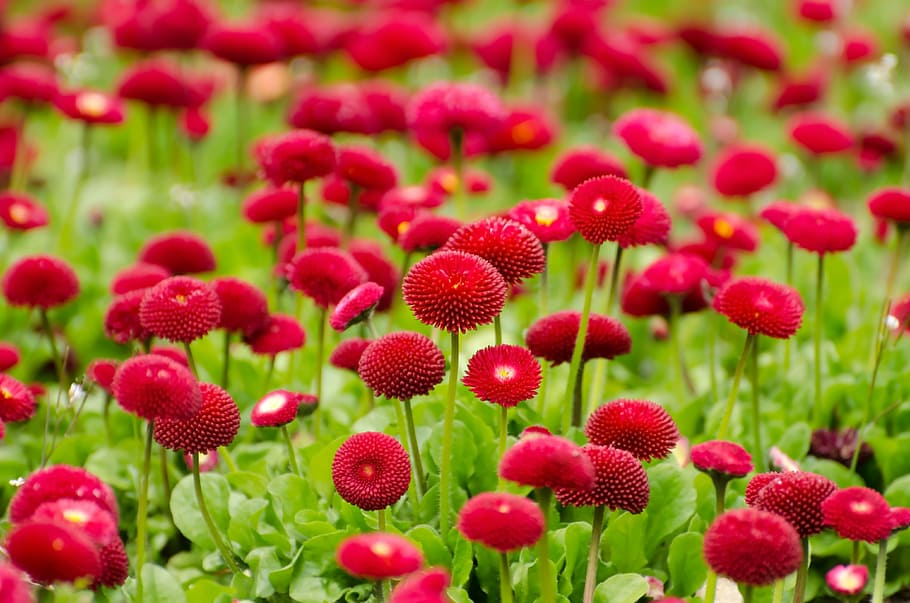 selective photo of field of pink flower, red, summer, spring HD wallpaper