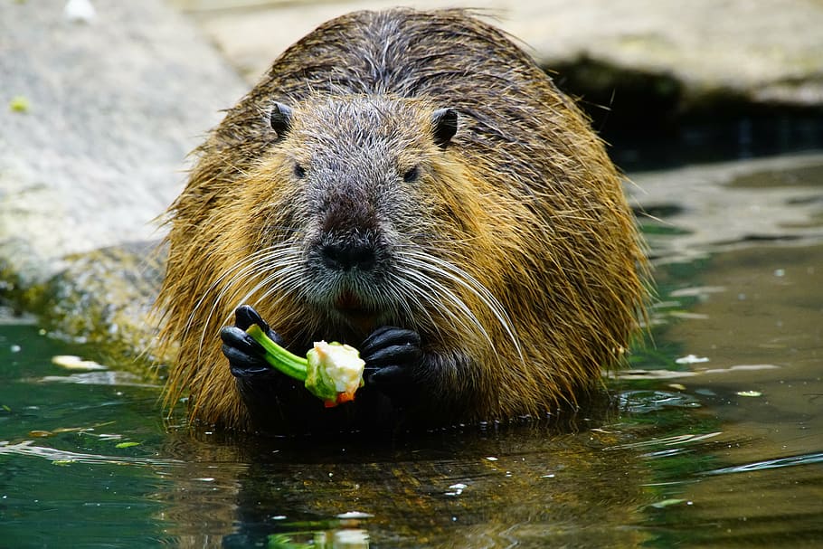 nutria, eats, paprika, wildlife, animal, nature, mammal, river HD wallpaper
