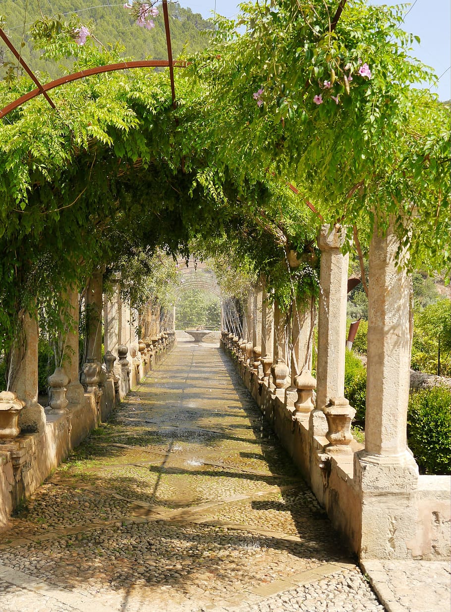 green plant tunnel during daytime, spain, mallorca, sóller HD wallpaper