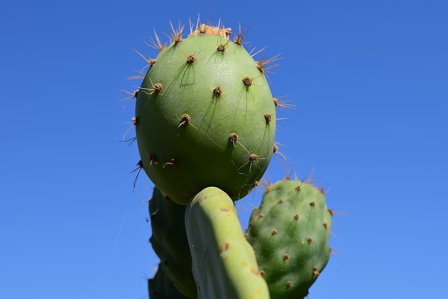 cactus, prickly pear, cactus greenhouse, mediterranean, spur, HD wallpaper