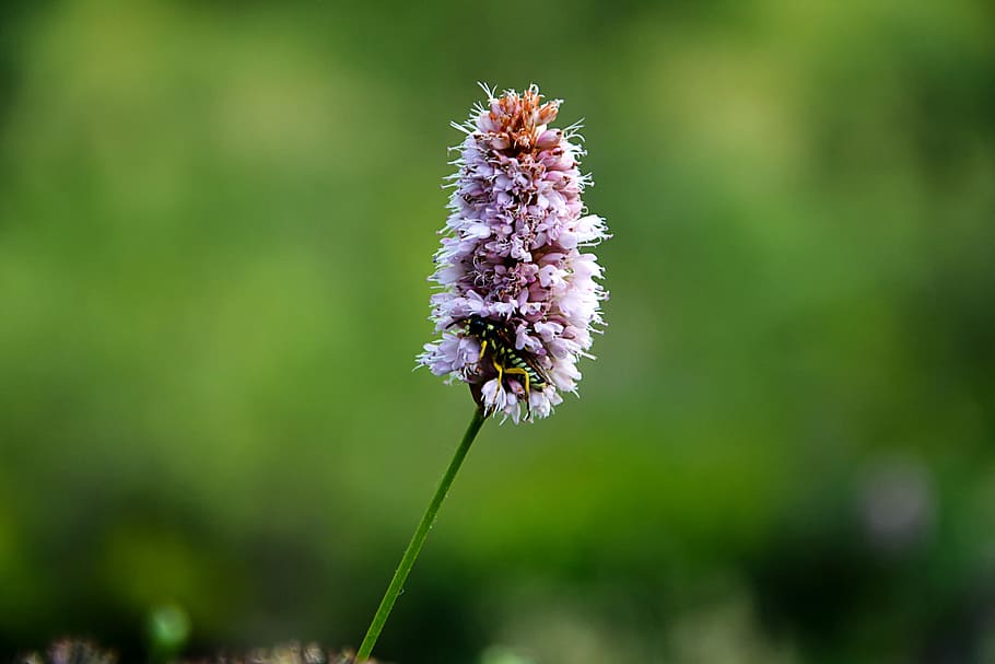 flower, nature, macro, spring flowers, plant, the leaves are HD wallpaper