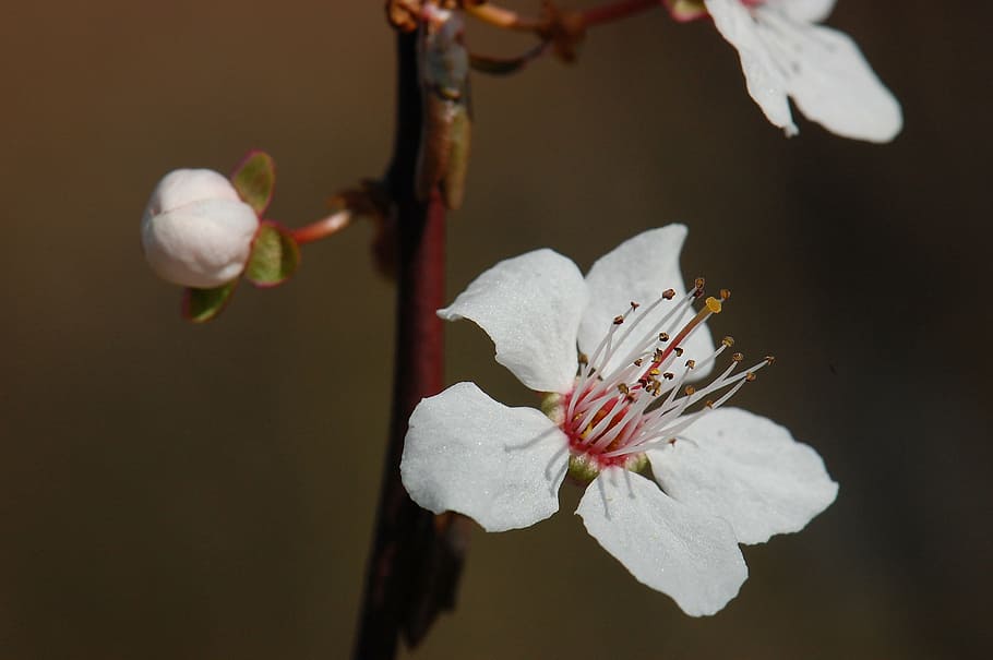 spring, blossom, bloom, cherry blossom, tree, blood plum, plant HD wallpaper