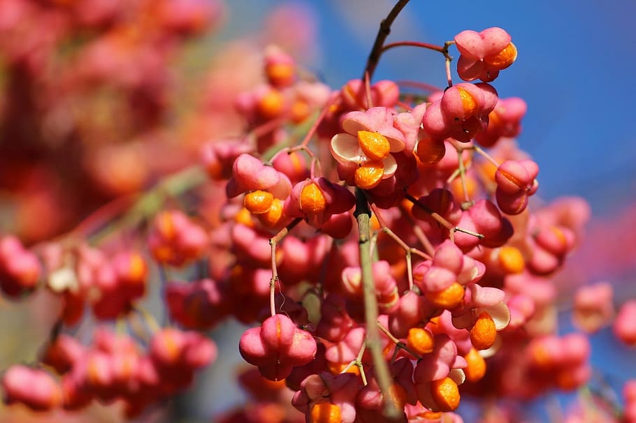 Spindle, Light, Autumn, Garden, Branches, flower, freshness HD wallpaper