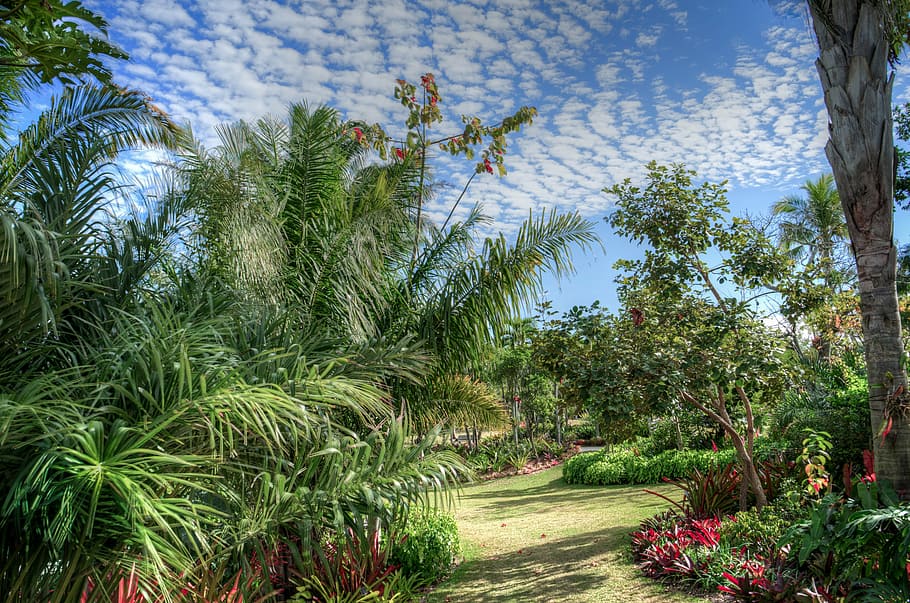 naples, botanical, garden, palm trees, green, orange, landscape, HD wallpaper