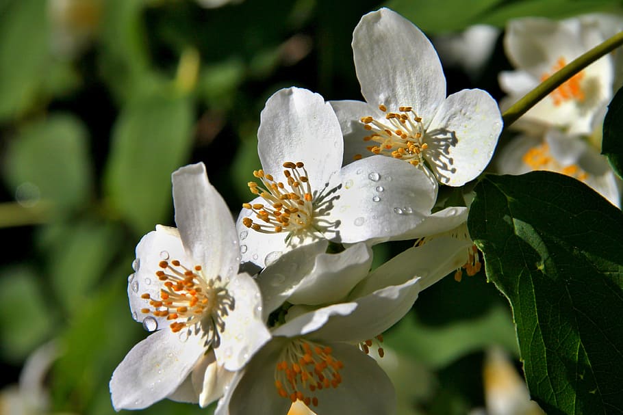 spring, white, blossom, flowering plant, freshness, beauty in nature HD wallpaper