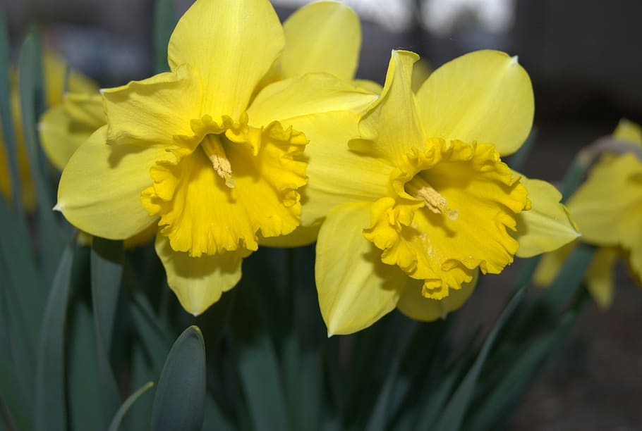 daffodil, flowers, spring, yellow, nature, plant, petal, flower Head HD wallpaper