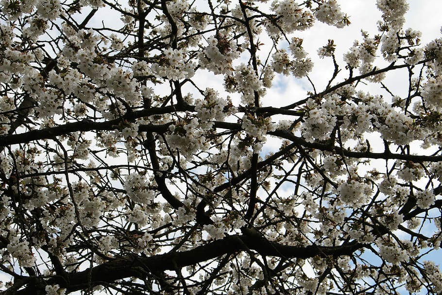 Cherry Blossom, Tree, Cherry, Spring, white, aesthetic, nature HD wallpaper