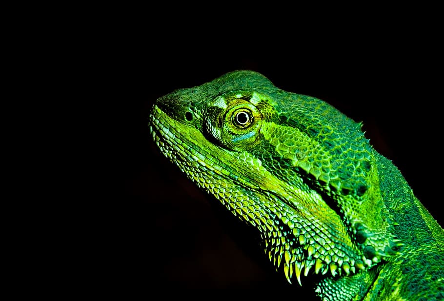 green Iguana close up photo, bearded dragon, lizard, prickly HD wallpaper