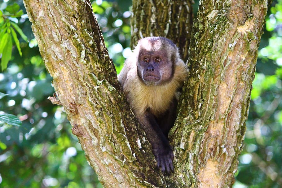 Capuchin Monkey, Primate, Animal, brazil, mammal, wildlife HD wallpaper