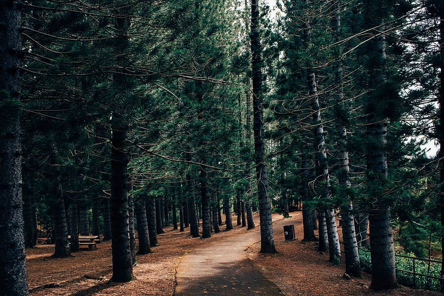 trees, forest, path, trail, nature, plant, land, growth, woodland HD wallpaper