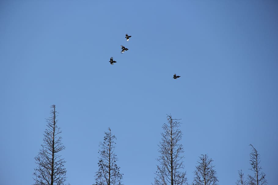 fly, bird, trees, woods, artistic conception, flying, sky, blue HD wallpaper