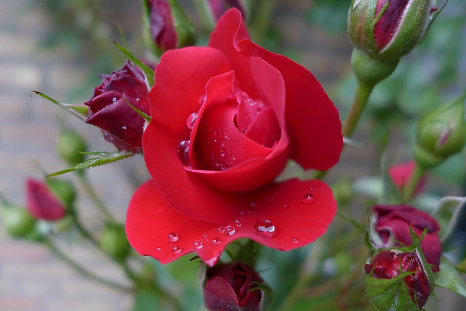 rose, red, rose bloom, beaded, dewdrop, close, beautiful, plant HD wallpaper