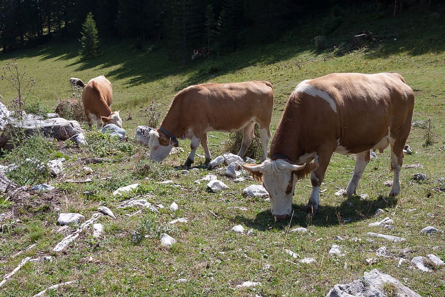 beef, jungrind, calf, alm, bell, meadow, graze, nature, agriculture HD wallpaper