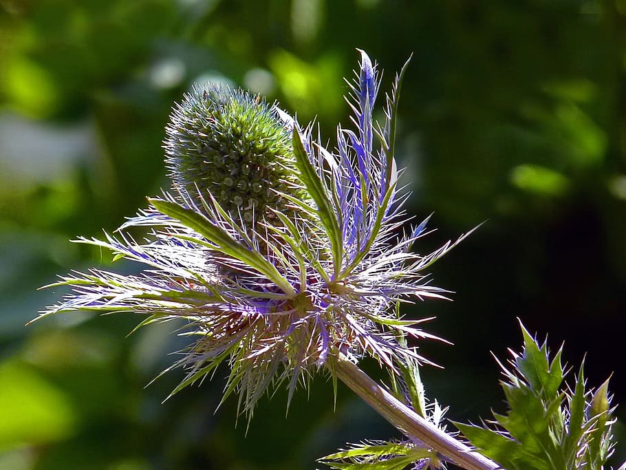 Thistle, Blue, Flower, Flower, Garden, Garden, Plant, flora HD wallpaper