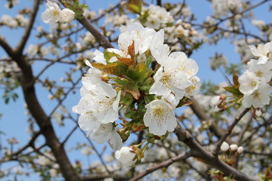 tree, blossom, bloom, plant, spring, flowering plant, fragility HD wallpaper