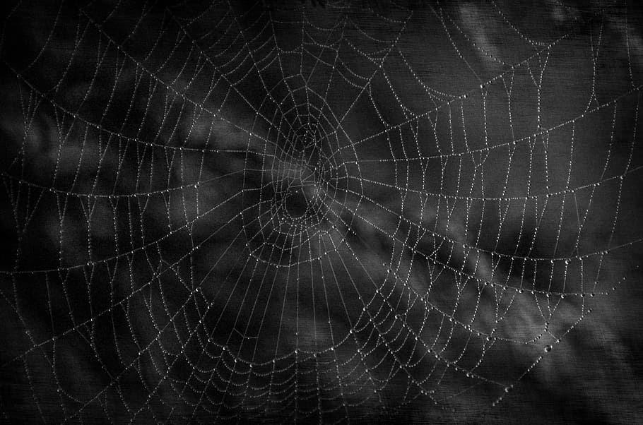 spider web with morning dew photography, dark, cobweb, halloween
