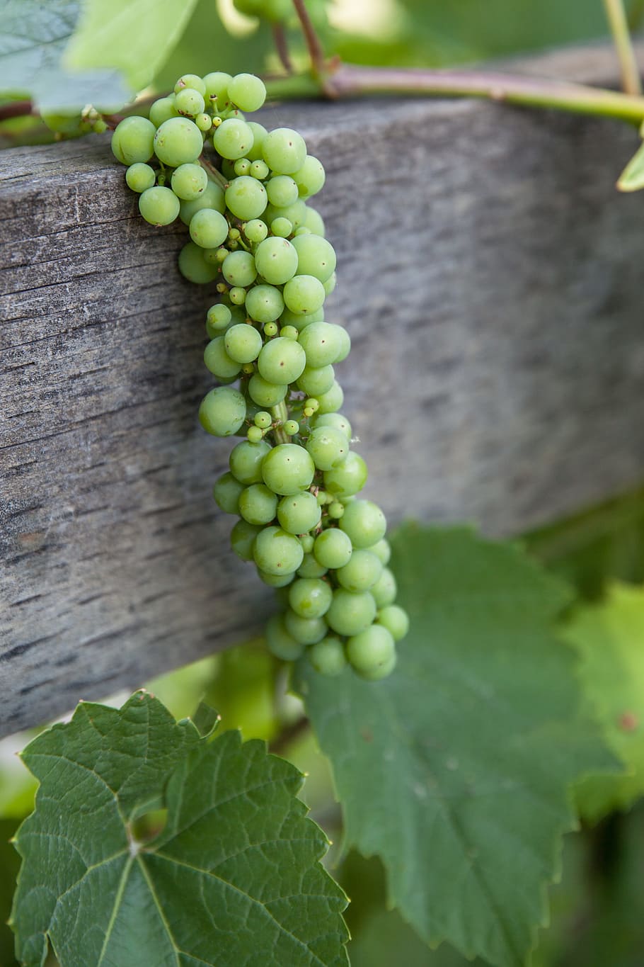 grapes, vine, wine, vineyard, leaf, plant, green, food, grapevine HD wallpaper