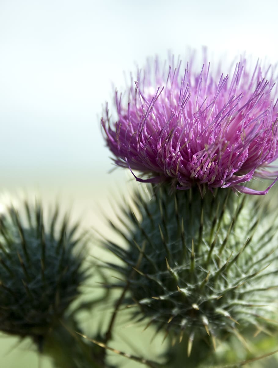 thistle, macro, plant, close, scotland, flower, close-up, flowering plant HD wallpaper
