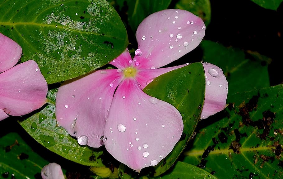 Flower, Dew, Pink, Garden, rain, vibrant, macro, plant, nature HD wallpaper