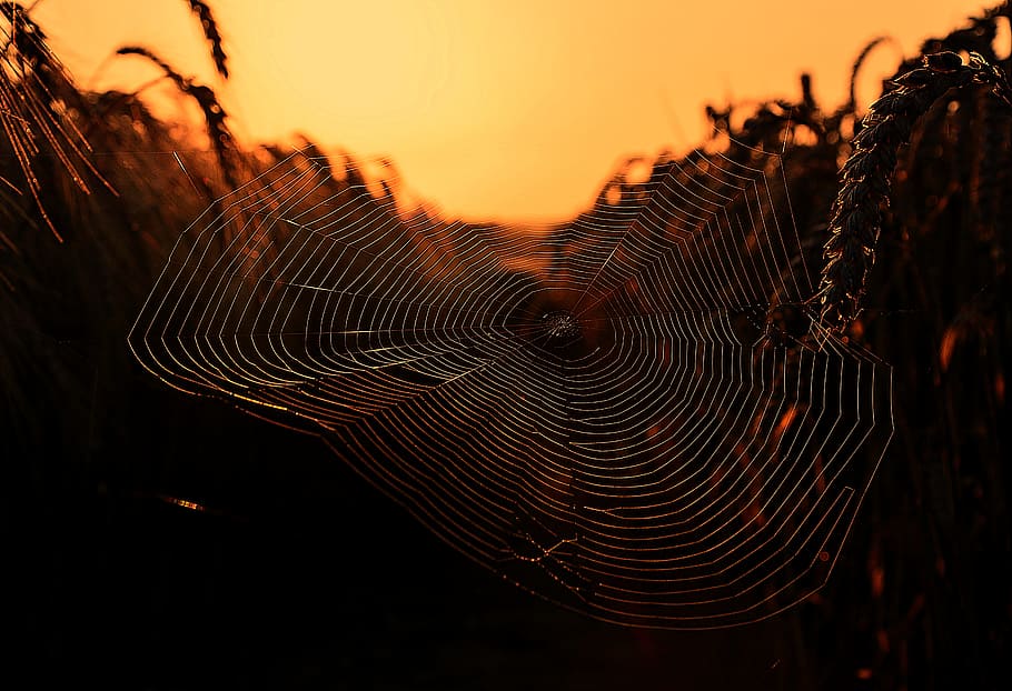 spider wave, web, daybreak, sunrise, morning light, sunset HD wallpaper