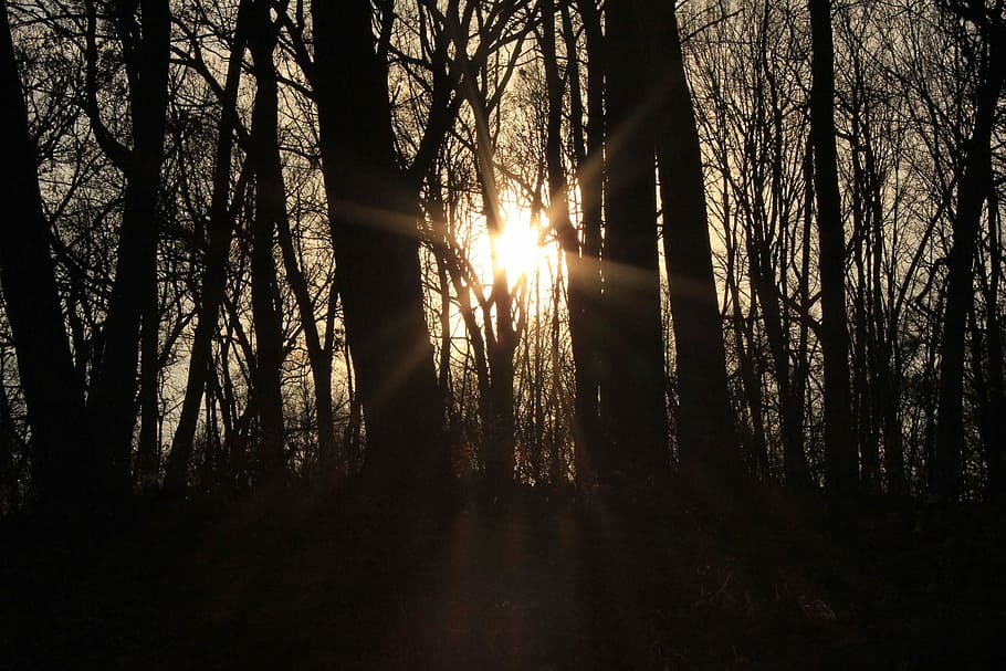 Sun, Light, Forest, Nature, Beams, sunlight, orange, shine HD wallpaper