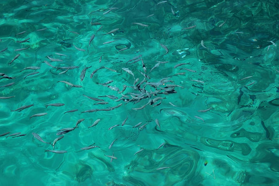 fishes, sea, ocean, marine, animal, nature, water, surface HD wallpaper