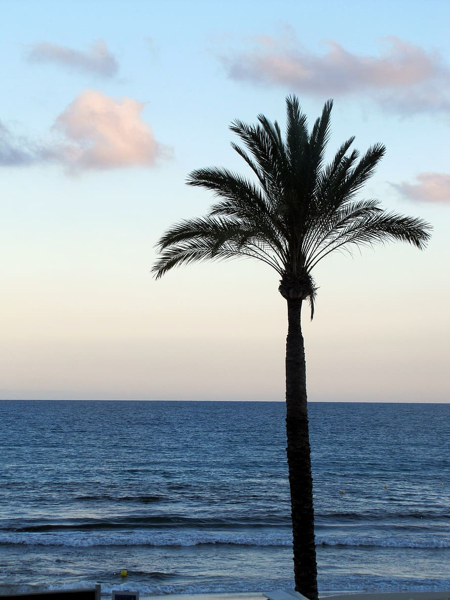 palm tree on beach, Sunset, Beach, Sea, Palm, Mallorca, paguera HD wallpaper