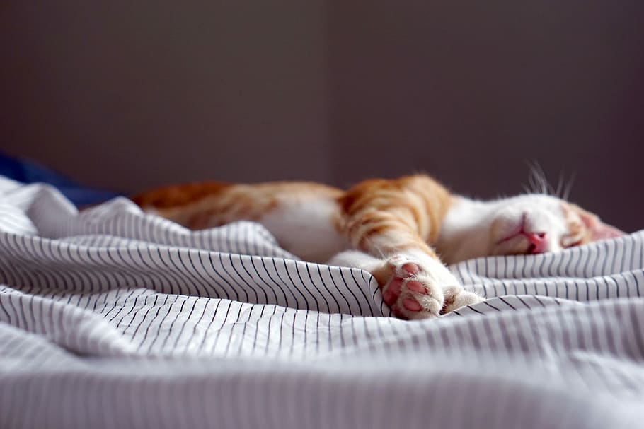 orange tabby kitten sleeping on black and white striped textile, orange tabby cat on bed HD wallpaper