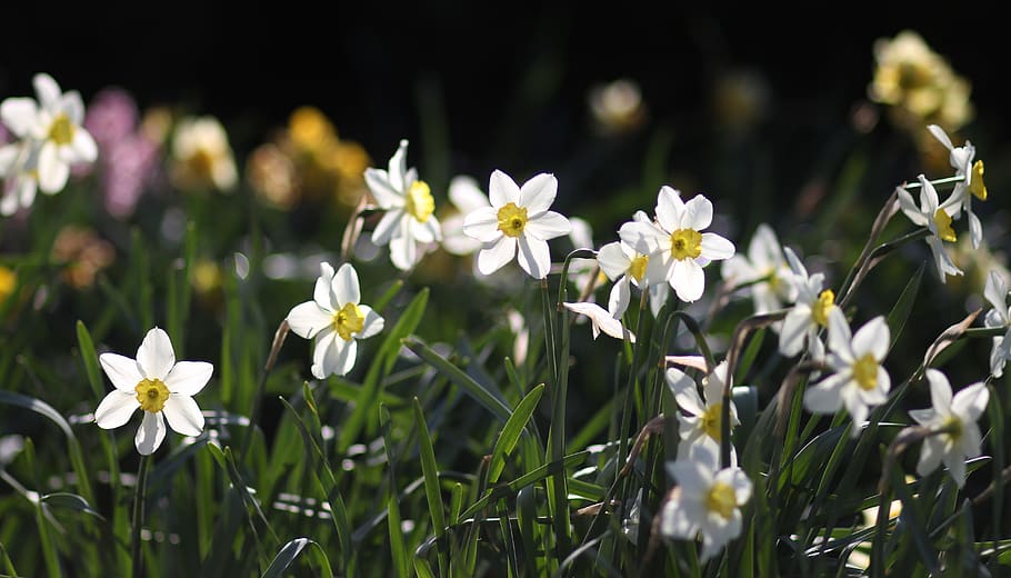 daffodil, flower, white, supplies, spring, flowering plant HD wallpaper