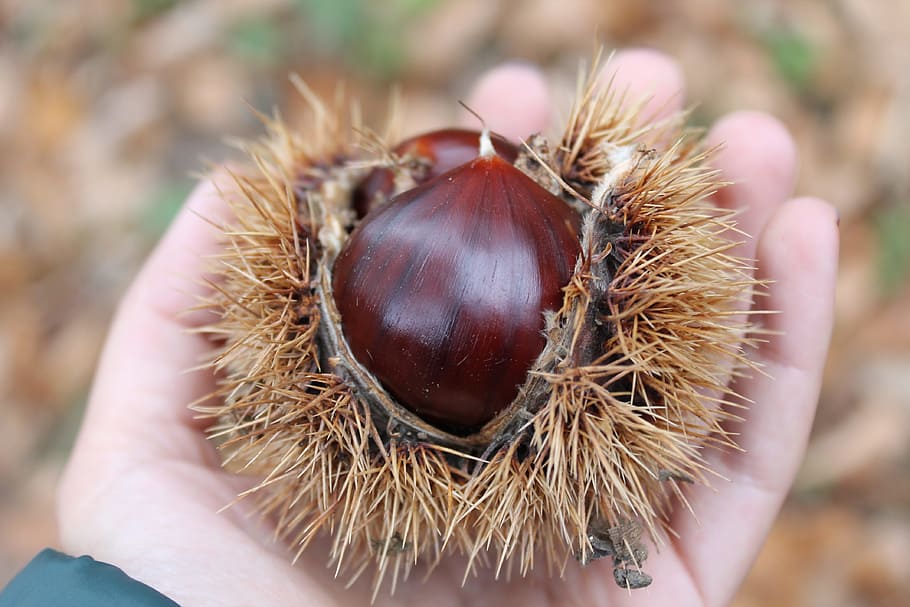 chestnuts, curly, autumn, food and drink, focus on foreground HD wallpaper