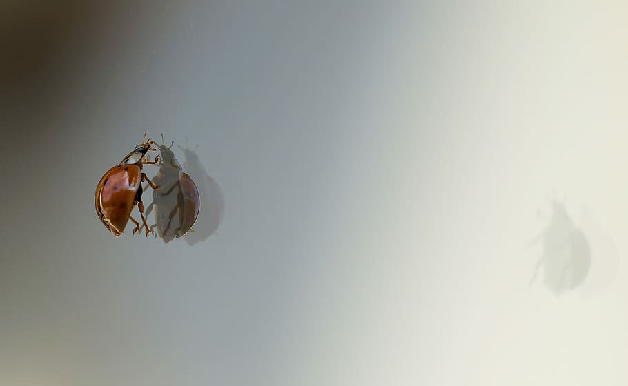 Ladybug, Beetle, Reflection, Macro, climb, mirrored, glass HD wallpaper