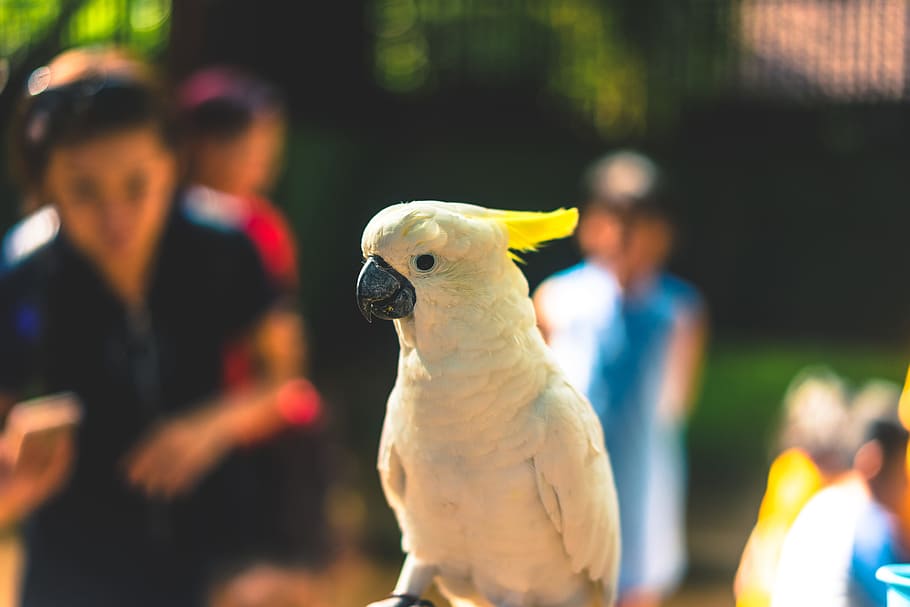 Close Up Photography of Yellow Parrot, beak, bird, blur, daylight HD wallpaper