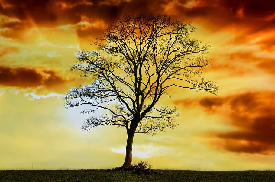 Silhouette of bare tree during sun set, branch, branches, alone HD wallpaper
