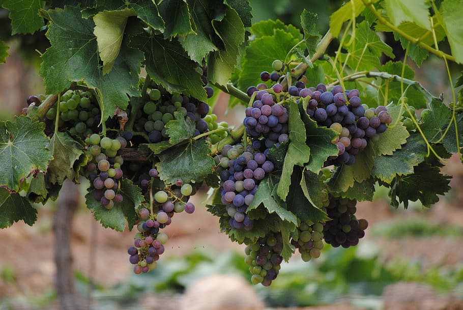 photo of red grapes, vines, france, wine, vineyard, fruit, leaf