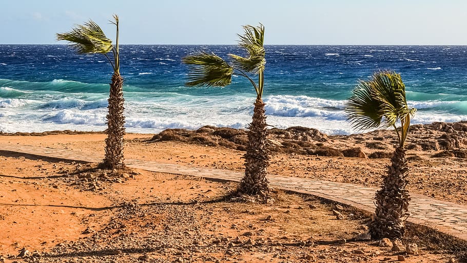 palm trees, wind, sea, waves, nature, weather, scenery, path HD wallpaper