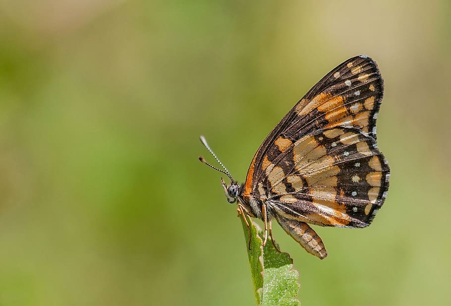 butterfly, insect, bug, monarch, nature, design, summer, colorful HD wallpaper