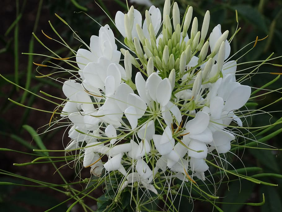 flower, white, garden, white flower, blossom, floral, plant HD wallpaper