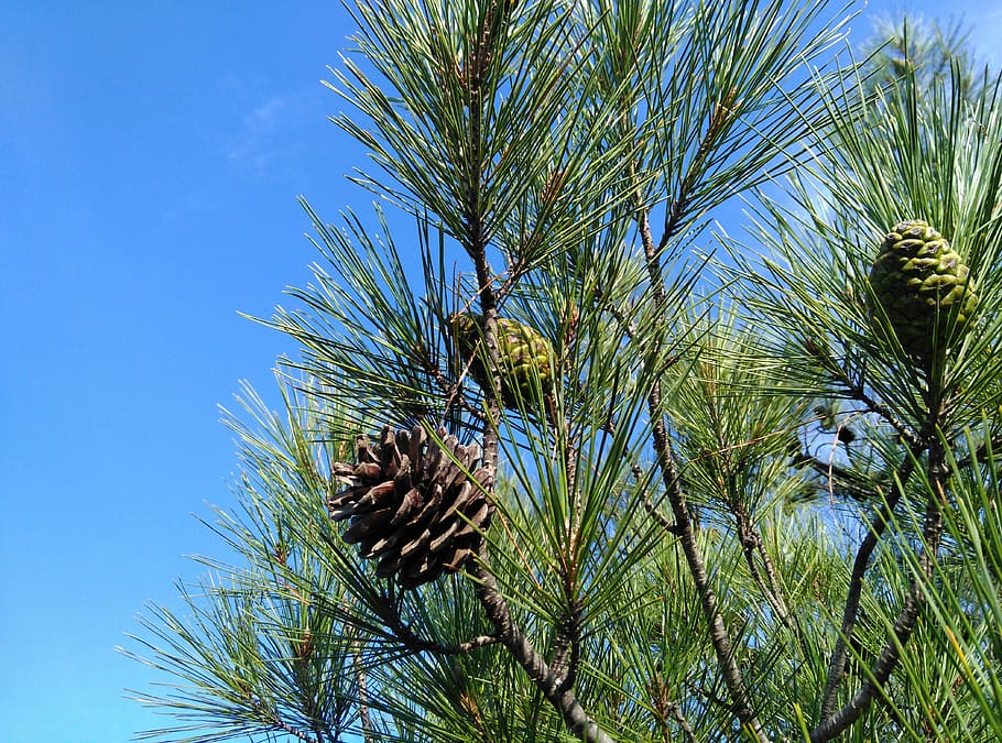 pine, tree, cocoon, nature, branch, coniferous Tree, evergreen Tree HD wallpaper
